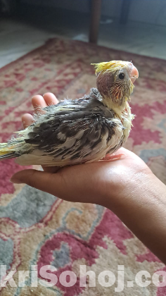 Cockatiel bird